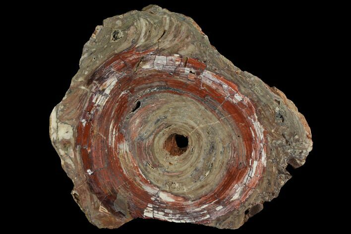 Polished, Cambrian Stromatolite (Conophytum) - Australia #150376